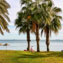 Palm trees by the coastline in Malaga, Spain