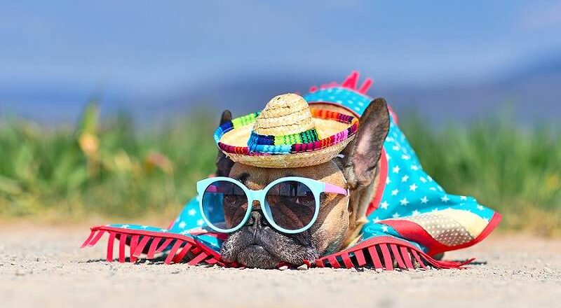 Bulldog in beachwear