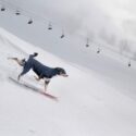 Dog on a snowboard