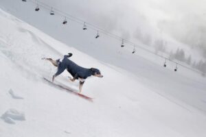 Dog on a snowboard