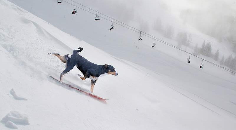 Dog on a snowboard